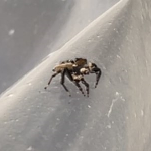 Maratus griseus at Bonython, ACT - 24 Dec 2020