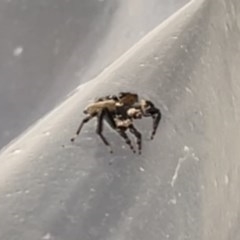 Maratus griseus (Jumping spider) at Bonython, ACT - 24 Dec 2020 by WarrenRowland