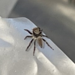 Maratus griseus at Bonython, ACT - 24 Dec 2020