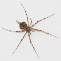 Tamopsis sp. (genus) at Evatt, ACT - 19 Dec 2020 12:50 PM