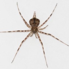 Tamopsis sp. (genus) at Evatt, ACT - 19 Dec 2020 12:50 PM