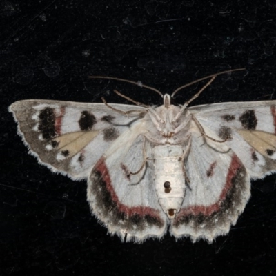 Crypsiphona ocultaria (Red-lined Looper Moth) at Macgregor, ACT - 23 Dec 2020 by Roger