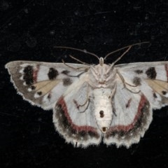 Crypsiphona ocultaria (Red-lined Looper Moth) at Macgregor, ACT - 23 Dec 2020 by Roger