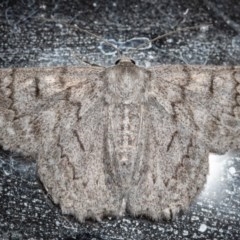 Crypsiphona ocultaria at Macgregor, ACT - suppressed