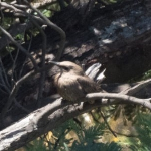 Sturnus vulgaris at Dunlop, ACT - 20 Dec 2020 11:30 PM