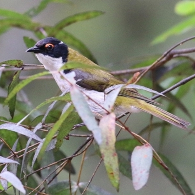 Melithreptus lunatus (White-naped Honeyeater) at Greigs Flat, NSW - 23 Dec 2020 by Kyliegw