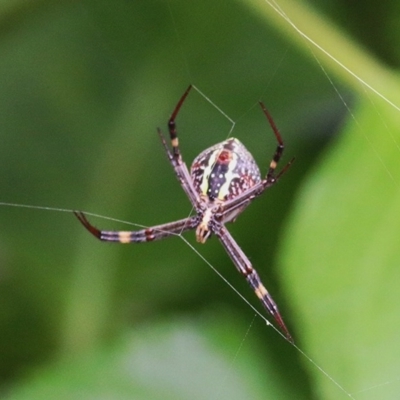 Argiope keyserlingi (St Andrew's Cross Spider) at Nullica State Forest - 24 Dec 2020 by Kyliegw