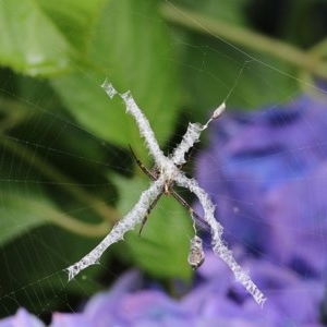 Argiope keyserlingi at Greigs Flat, NSW - 24 Dec 2020 11:30 AM