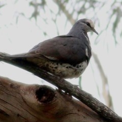 Leucosarcia melanoleuca (Wonga Pigeon) at Greigs Flat, NSW - 23 Dec 2020 by Kyliegw