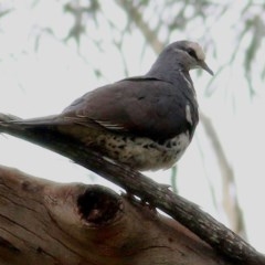 Leucosarcia melanoleuca (Wonga Pigeon) at Greigs Flat, NSW - 24 Dec 2020 by KylieWaldon