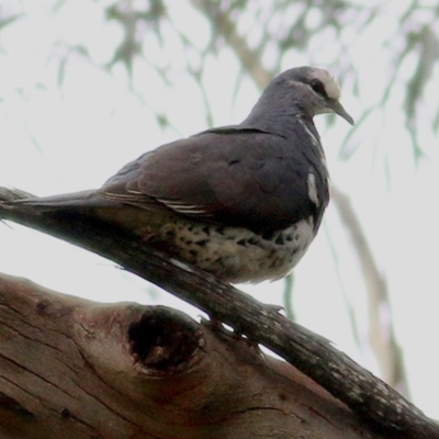Leucosarcia melanoleuca (Wonga Pigeon) at Nullica State Forest - 23 Dec 2020 by Kyliegw