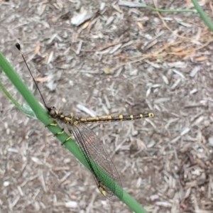 Ascalaphidae (family) at Pearce, ACT - suppressed