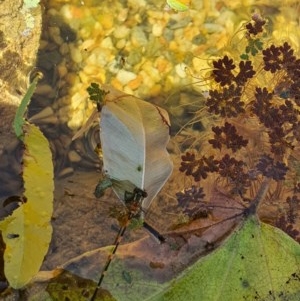 Austrolestes leda at Pearce, ACT - suppressed