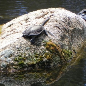 Chelodina longicollis at Paddys River, ACT - 22 Dec 2020