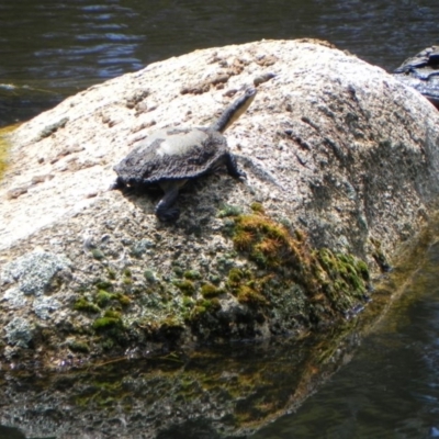 Chelodina longicollis (Eastern Long-necked Turtle) at Paddys River, ACT - 22 Dec 2020 by dwise