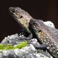 Egernia cunninghami (Cunningham's Skink) at Paddys River, ACT - 22 Dec 2020 by dwise