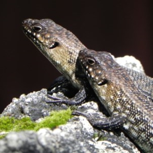 Egernia cunninghami at Paddys River, ACT - 22 Dec 2020 11:20 AM