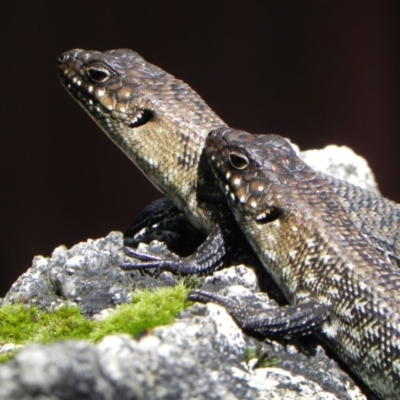 Egernia cunninghami (Cunningham's Skink) at Tidbinbilla Nature Reserve - 22 Dec 2020 by dwise