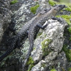 Egernia cunninghami at Paddys River, ACT - 22 Dec 2020 11:20 AM