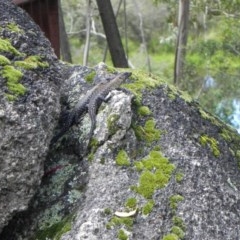 Egernia cunninghami at Paddys River, ACT - 22 Dec 2020 11:20 AM