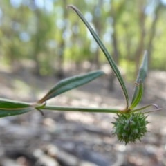 Opercularia hispida (Hairy Stinkweed) at Yass River, NSW - 24 Dec 2020 by SenexRugosus