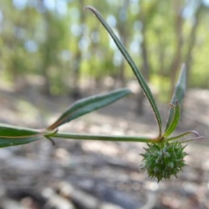 Opercularia hispida at Yass River, NSW - 24 Dec 2020