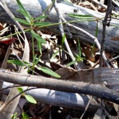 Opercularia hispida at Yass River, NSW - 24 Dec 2020