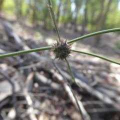 Opercularia hispida at Yass River, NSW - 24 Dec 2020