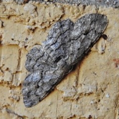 Ectropis (genus) (An engrailed moth) at Wanniassa, ACT - 24 Dec 2020 by JohnBundock