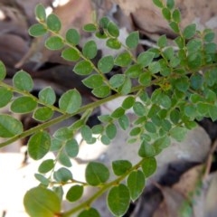 Bossiaea buxifolia (Matted Bossiaea) at Yass River, NSW - 24 Dec 2020 by SenexRugosus