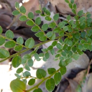 Bossiaea buxifolia at Yass River, NSW - 24 Dec 2020