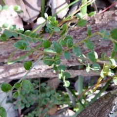 Bossiaea buxifolia at Yass River, NSW - 24 Dec 2020
