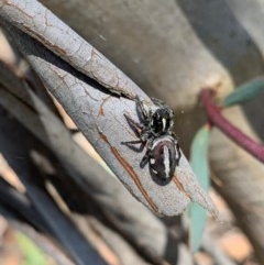 Sandalodes scopifer (White-spotted Sandalodes) at Murrumbateman, NSW - 24 Dec 2020 by SimoneC