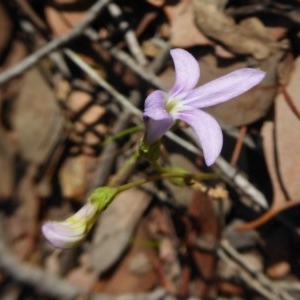 Lobelia dentata at Yass River, NSW - 24 Dec 2020 02:59 PM