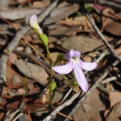 Lobelia dentata at Yass River, NSW - 24 Dec 2020 02:59 PM