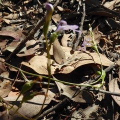 Lobelia dentata at Yass River, NSW - 24 Dec 2020 02:59 PM