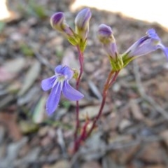 Lobelia gibbosa (Tall Lobelia) at Yass River, NSW - 24 Dec 2020 by SenexRugosus