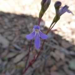 Lobelia gibbosa at Yass River, NSW - 24 Dec 2020