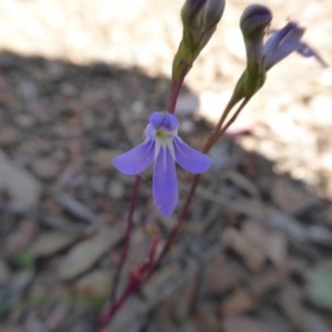 Lobelia gibbosa at Yass River, NSW - 24 Dec 2020 03:01 PM