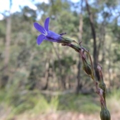 Lobelia gibbosa at Yass River, NSW - 24 Dec 2020