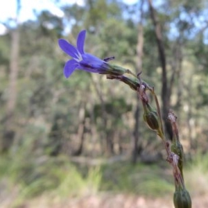 Lobelia gibbosa at Yass River, NSW - 24 Dec 2020 03:01 PM