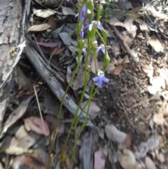 Lobelia gibbosa at Yass River, NSW - 24 Dec 2020