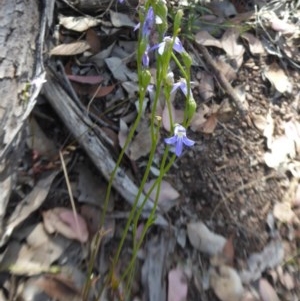 Lobelia gibbosa at Yass River, NSW - 24 Dec 2020