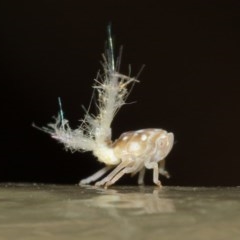 Scolypopa australis (Passionvine hopper, Fluffy bum) at Acton, ACT - 8 Dec 2020 by TimL