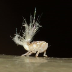 Scolypopa australis at Acton, ACT - 8 Dec 2020