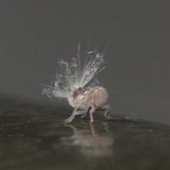 Scolypopa australis at Acton, ACT - 8 Dec 2020