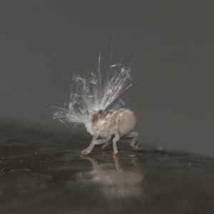 Scolypopa australis at Acton, ACT - 8 Dec 2020