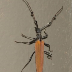 Tropis roei (Roe's longhorn beetle) at Acton, ACT - 18 Dec 2020 by TimL