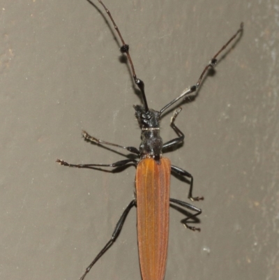 Tropis roei (Roe's longhorn beetle) at ANBG - 18 Dec 2020 by TimL