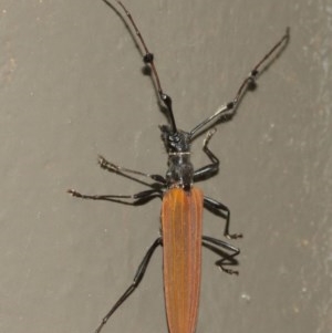 Tropis roei at Acton, ACT - 18 Dec 2020